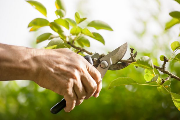 Tree Pruning and also Training for Healthier Trees